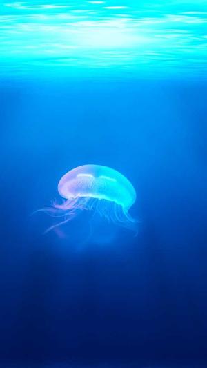 品牌seo优化截图2