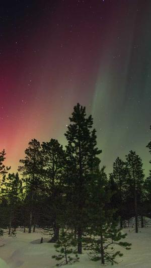 小霸王万能蜘蛛池截图1