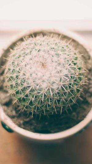 蜘蛛池模板更换影响截图2