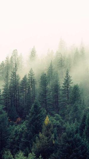 石家庄网站建设公司截图3