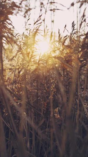 SEO网页综合查询工具截图2