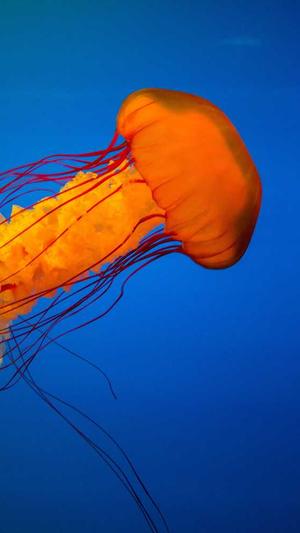 东莞seo站外优化工具截图1