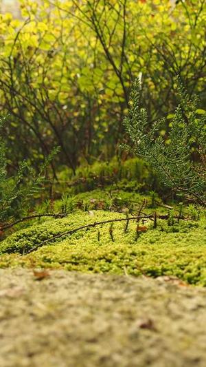 蜘蛛池免费版下载安装截图2