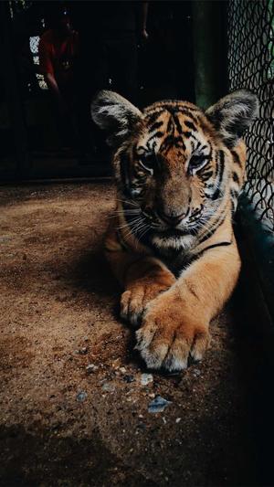 站长工具seo综合查询是不是关闭了截图3