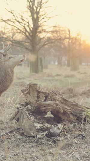 重庆营销型网站建设截图5
