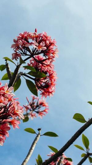 泛目录程序阿华截图4