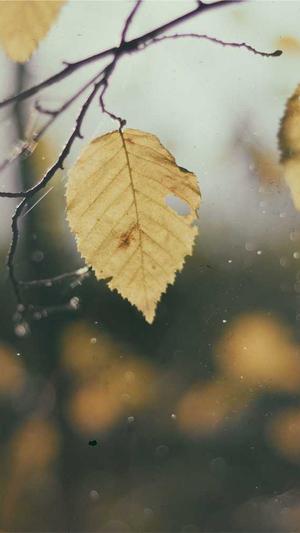 红蜘蛛池在哪里看蜘蛛截图3