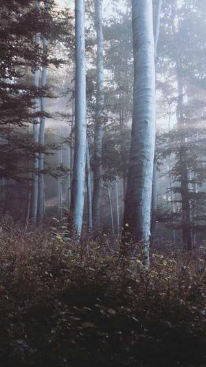 seo排名工具选择截图4